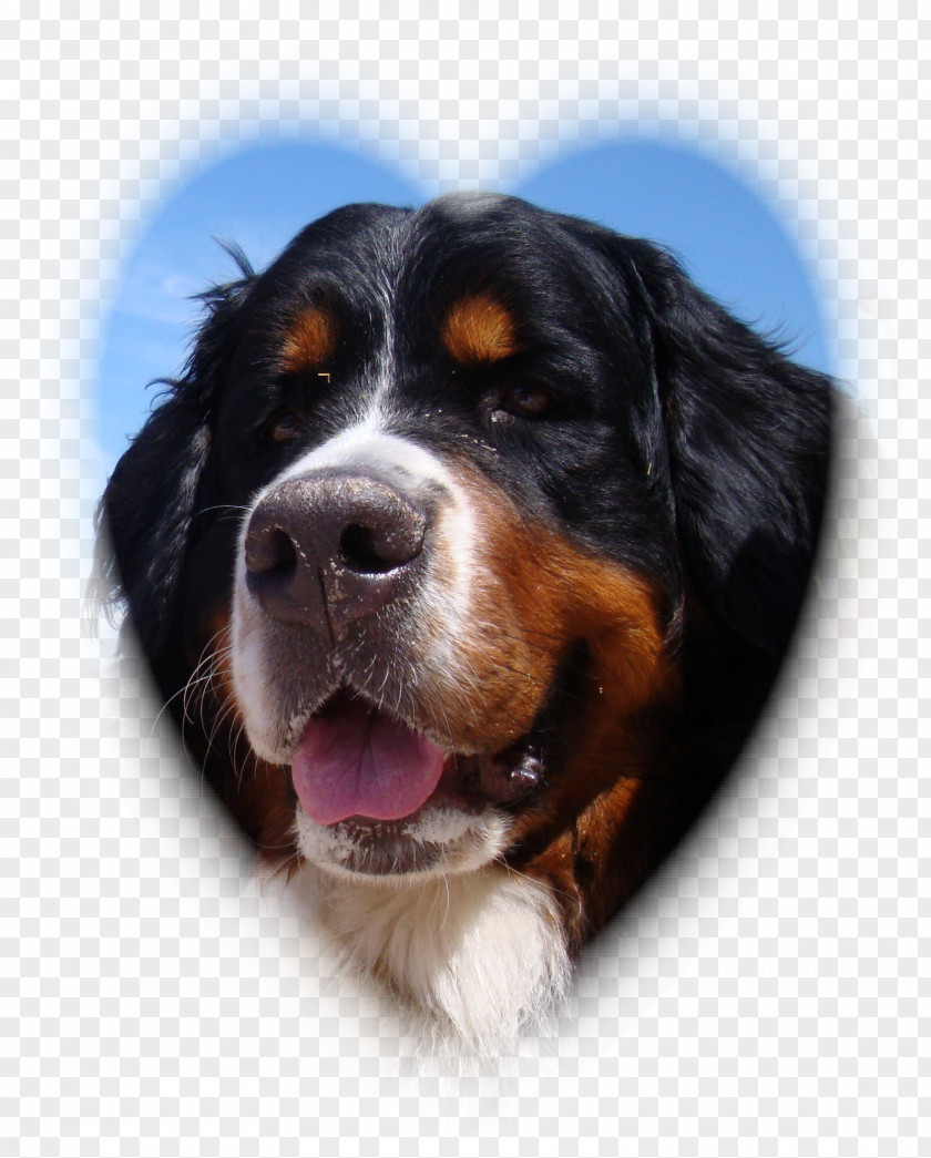 Puppy Bernese Mountain Dog Breed Greater Swiss Entlebucher Rottweiler PNG