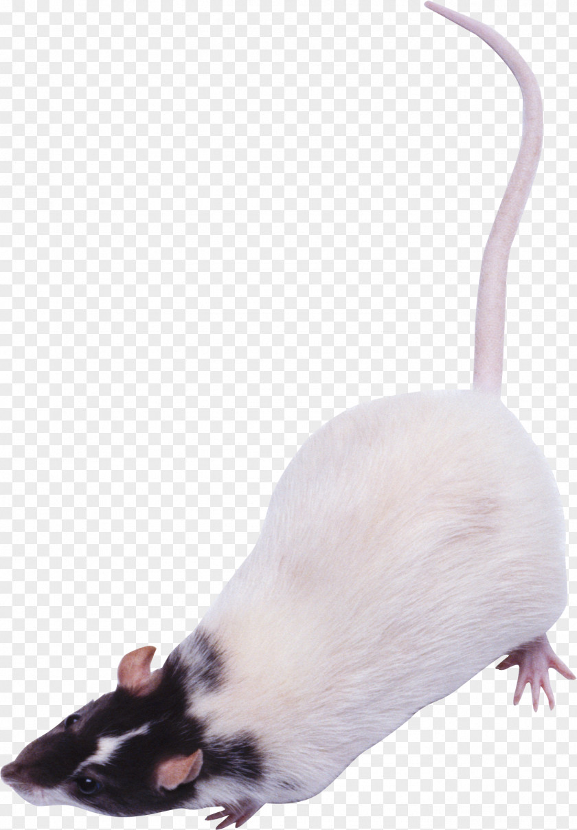 Rat Murids Computer Mouse PNG