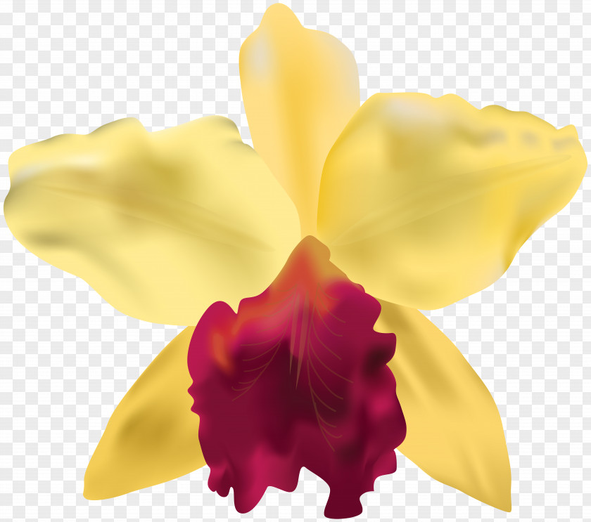 Yellow Orchid Clip Art Image PNG
