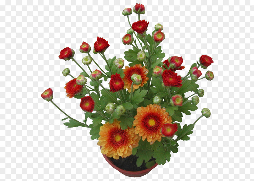 Chrysanthemum Plant Cut Flowers Centimeter PNG