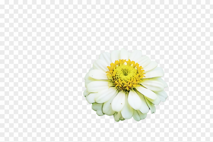 Cut Flowers Gerbera Flower Petal Zinnia Plant Flowering PNG