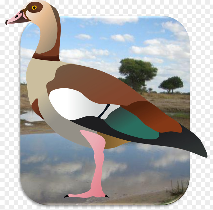 Egyptian Goose Seabird Africa Fauna PNG