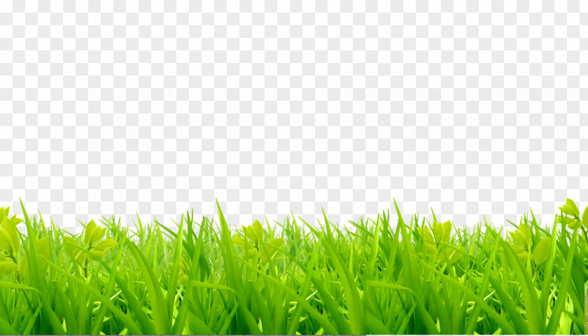 Grass Field Lawn Royalty-free Image Photography PNG