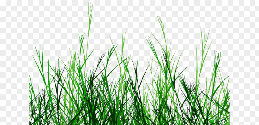 Grass PNG clipart PNG