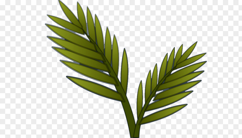 Leaf Arecaceae Herbalism Grasses Plant Stem PNG