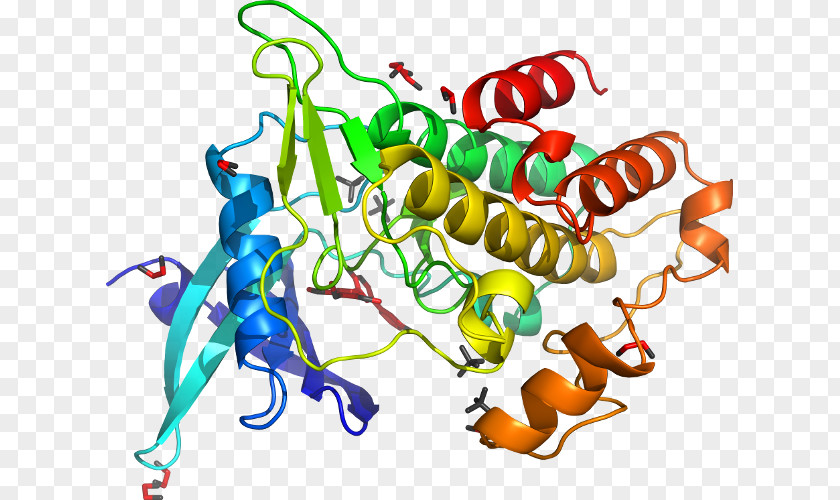 MAP3K7 Mitogen-activated Protein Kinase Enzyme PNG