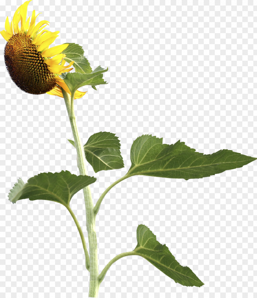 Sunflower Common Seed Photography Clip Art PNG