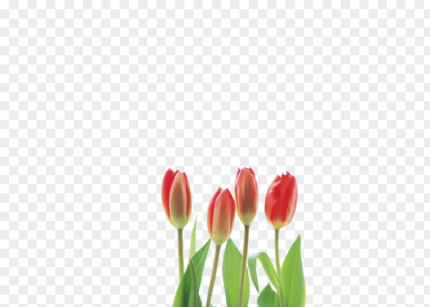 Tulip Cut Flowers PNG