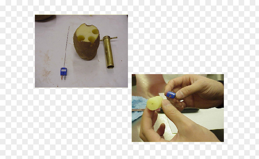 Experiment Procedure Potato Food Laboratory Cork Borer PNG
