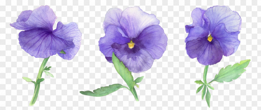 Painting Pansy Stiefmütterchen Blume Watercolor PNG