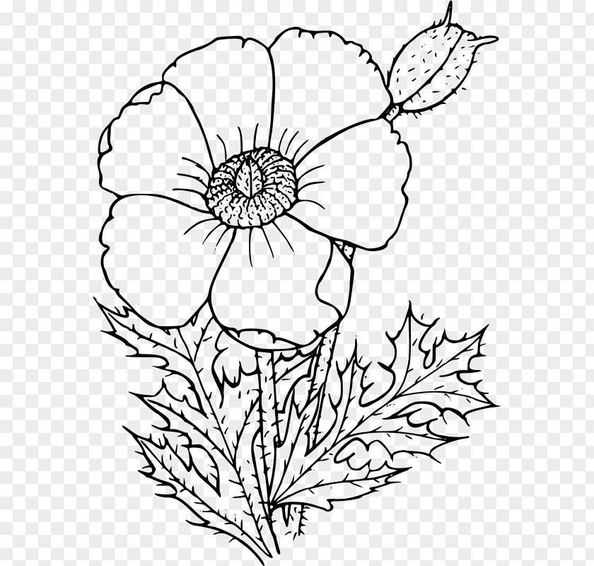 Poppy California Drawing Wildflower Common PNG