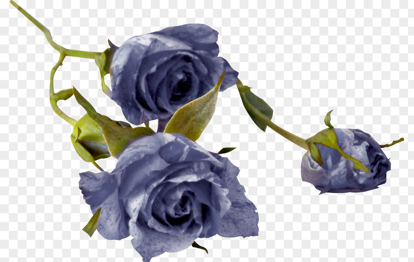 Flower Garden Roses Cabbage Rose Blue Cut Flowers Floral Design PNG