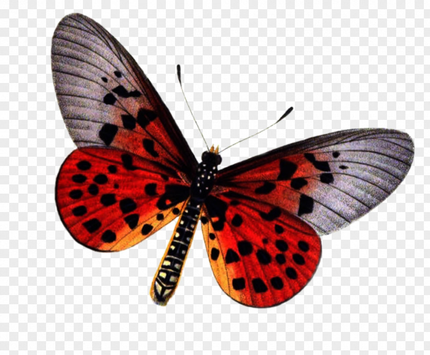 Free Download Of Butterfly Icon Clipart Insect Stock Photography PNG