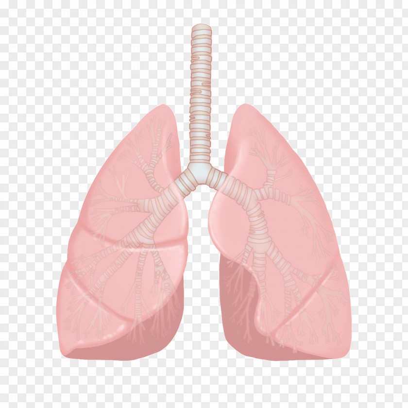 Lungs Nursing Nurse Disease Illustration Lung PNG