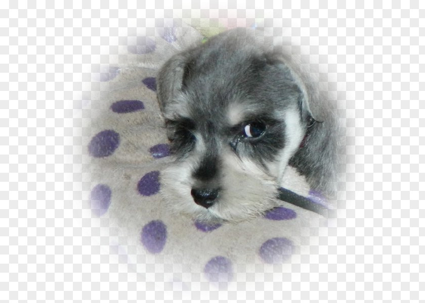 Miniature Schnauzer Schnoodle Morkie Dandie Dinmont Terrier Dog Breed PNG