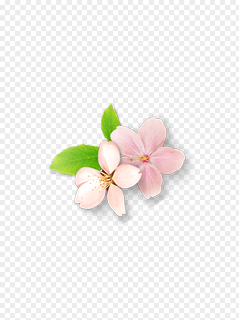 Pink Flowers Petal Flower PNG