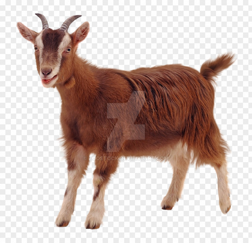 Sheep Rove Goat Pygmy Clip Art PNG