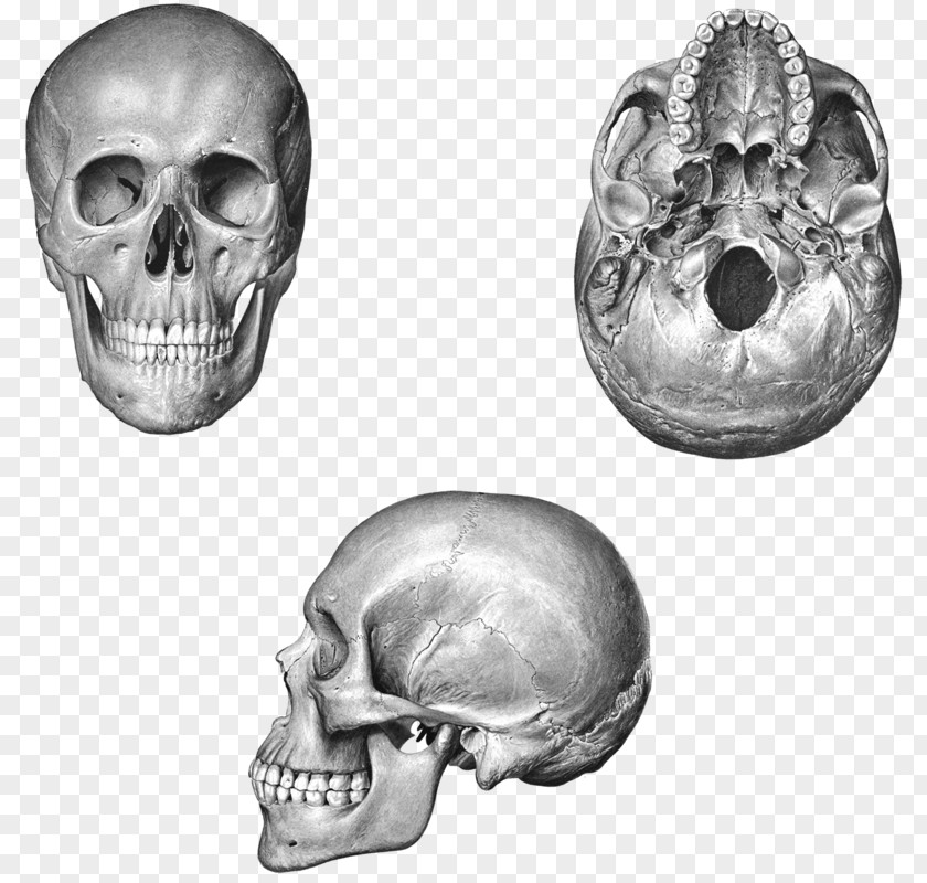 Skull Human Frontal Bone Nose Orbit PNG