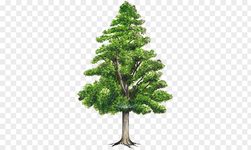 Tree Pine Honduras Weeping Fig Spruce PNG