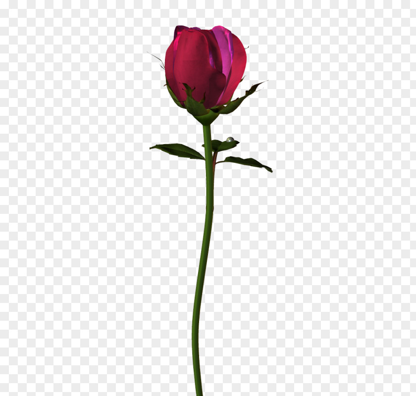 Tulip Garden Roses Cabbage Rose Cut Flowers Floristry PNG