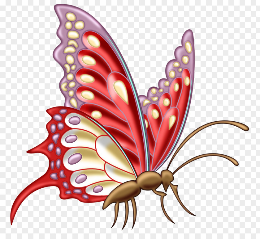 Cartoon Butterfly Drawing Clip Art PNG