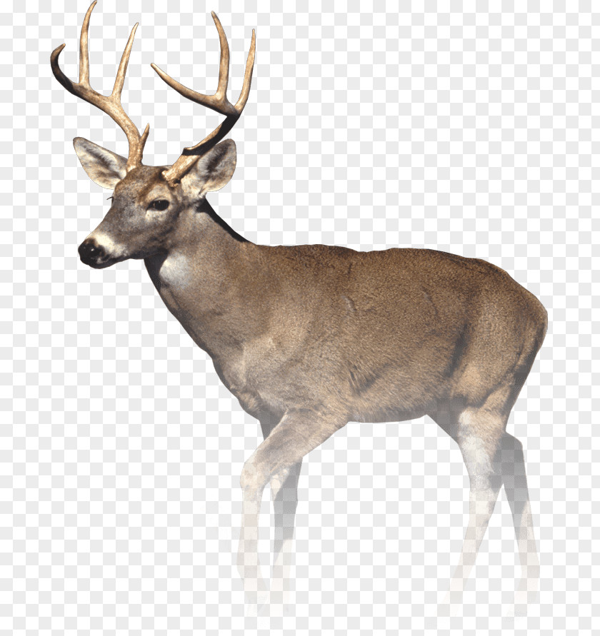 Deer White-tailed T-shirt Eye Hunting PNG
