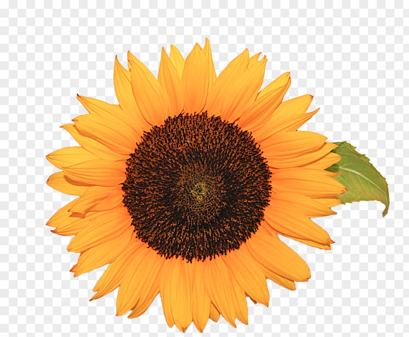 Sunflowers Common Sunflower Seed Daisy Family PNG