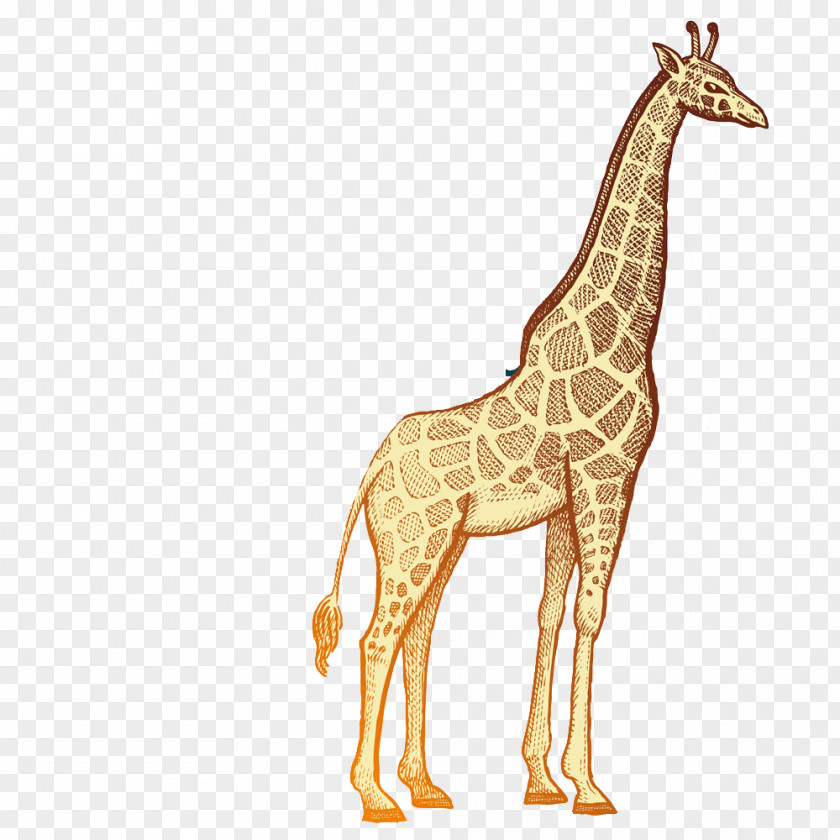 Cartoon Giraffe Okapi Rhinoceros Lion Hippopotamus PNG