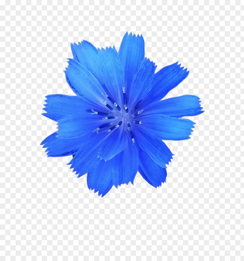 Cosmos Blue Stock Photography White Flower PNG