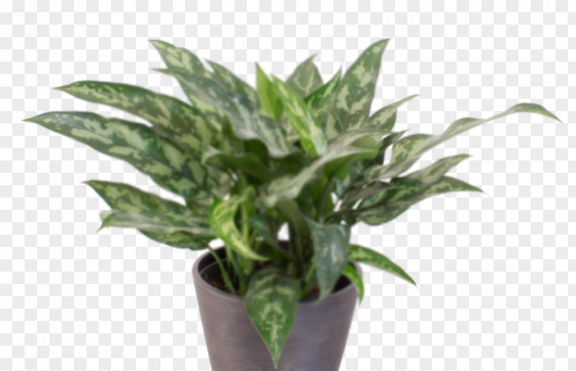Ekey Florist Greenhouses Garden Chinese Evergreen Peace Lily Centre Houseplant Dumb Canes PNG