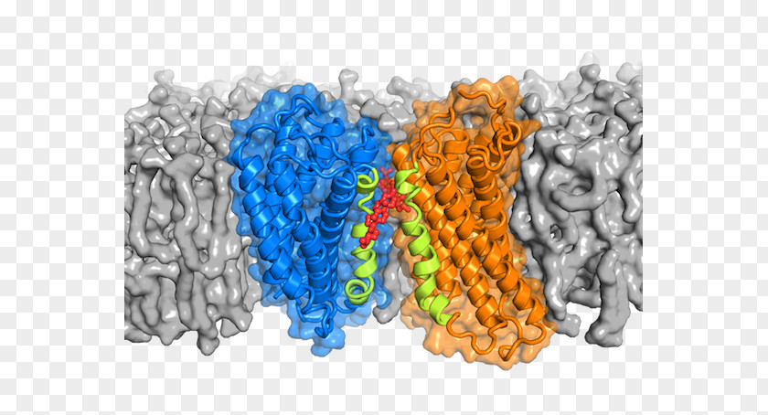 G Protein–coupled Receptor Alpha Subunit PNG