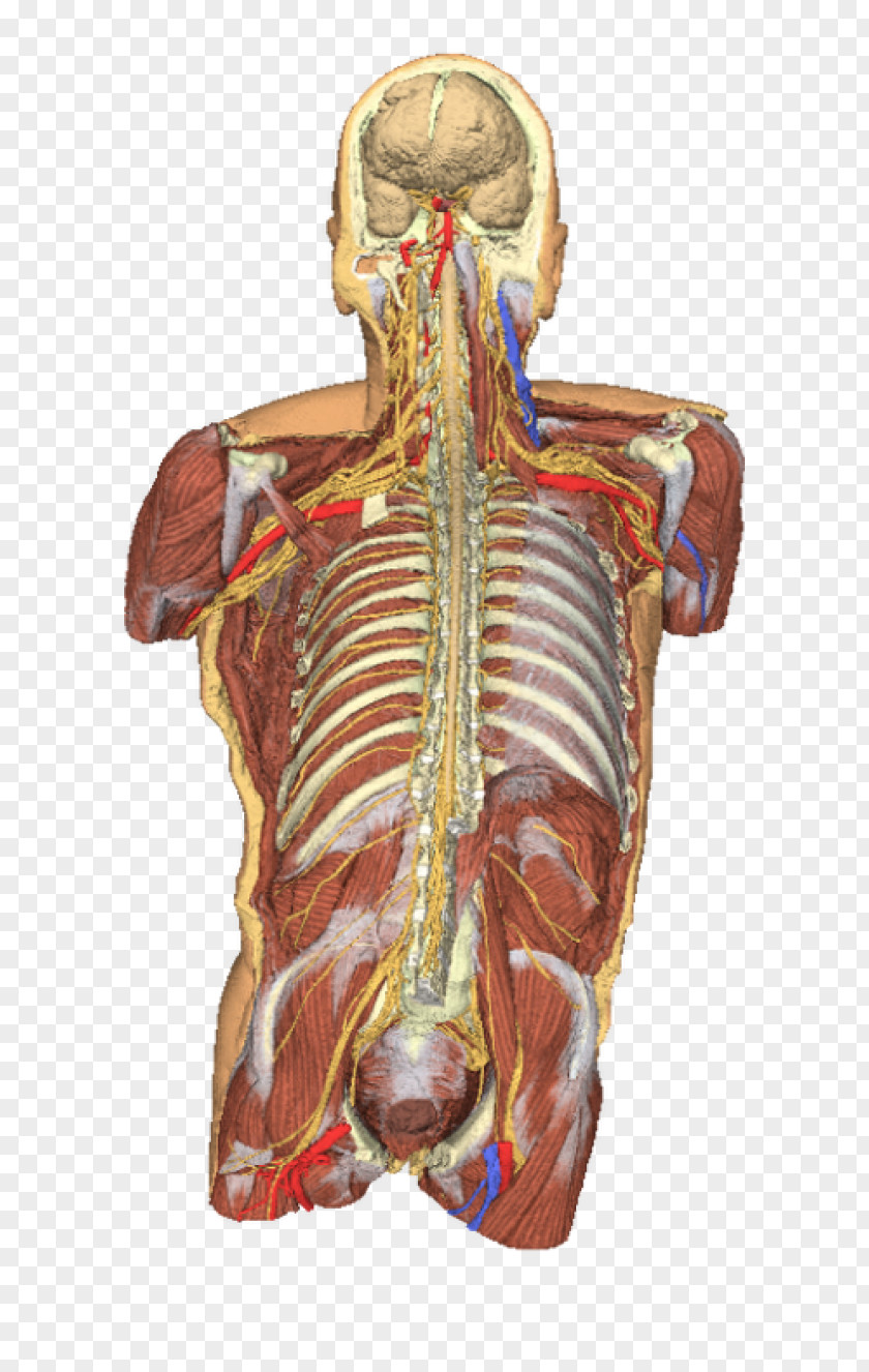 Human Body 3D Anatomy Torso Dissection Shoulder PNG