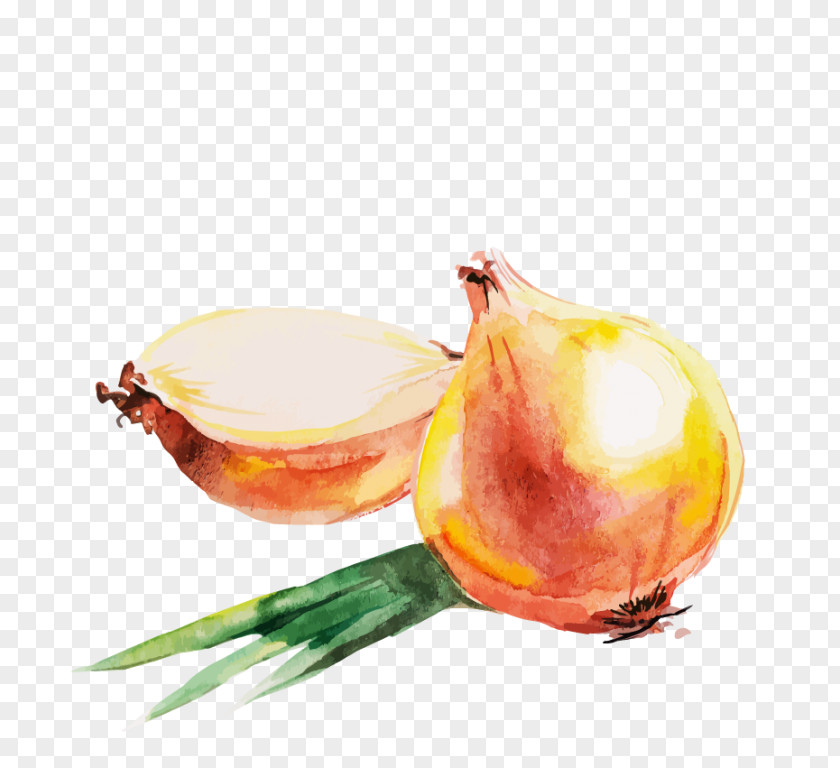 Onion Red Watercolor Painting Drawing PNG