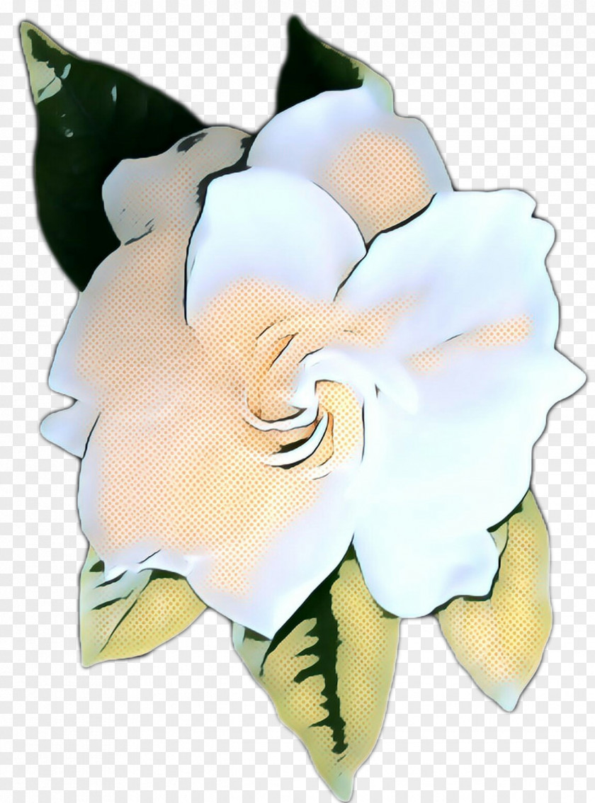 Plant White Flowers Background PNG
