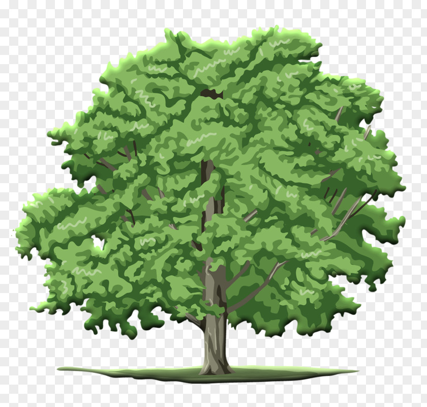 Tree Clip Art Branch PNG