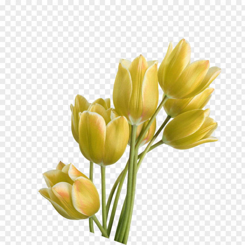 Tulip Yellow Flower PNG