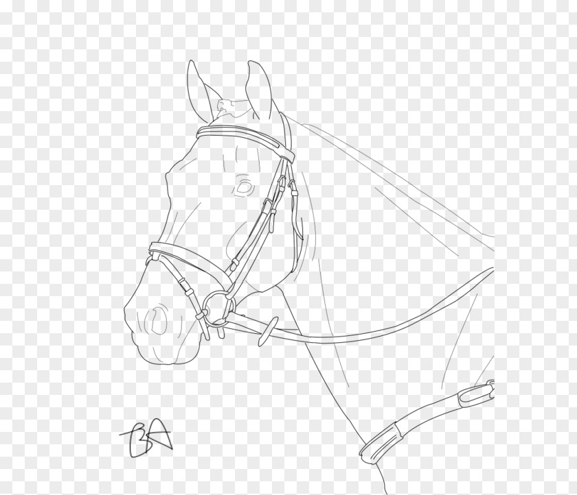 Cai Broken Bridle Horse Line Art Mane Drawing PNG