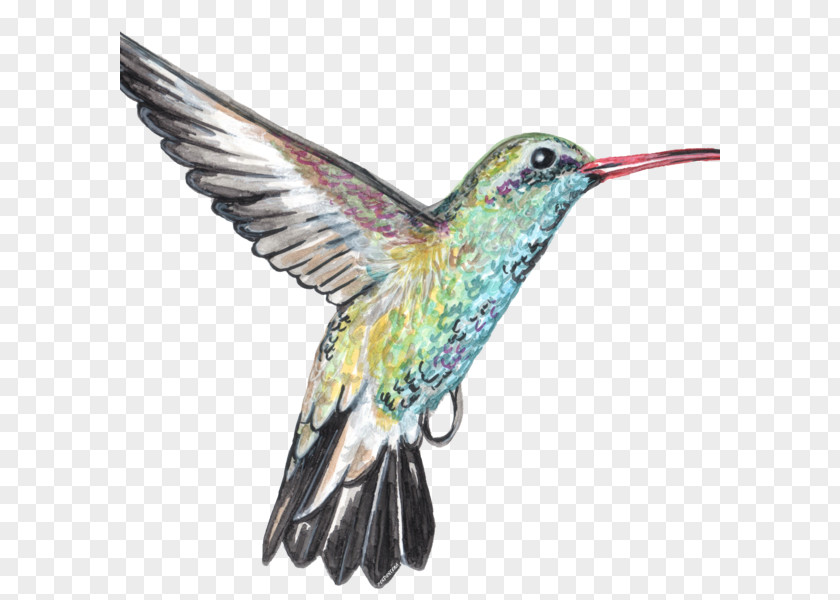 Colibri Hummingbird M Canvas Artist Beak PNG