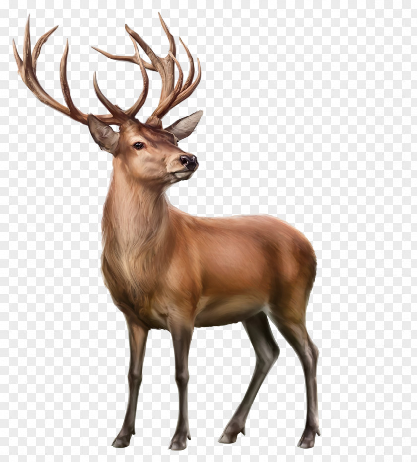 Deer Elk Reindeer Clip Art Animal PNG