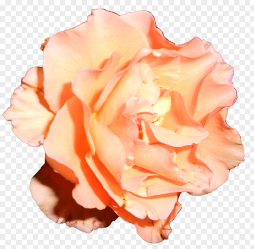 Devi Garden Roses Cabbage Rose Floribunda Cut Flowers Petal PNG