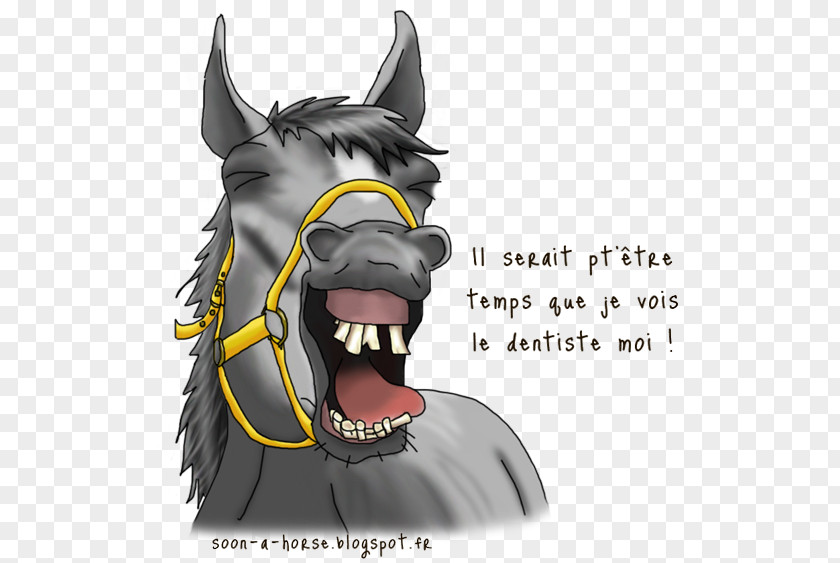Horse Equine Dentistry Dog Tooth PNG