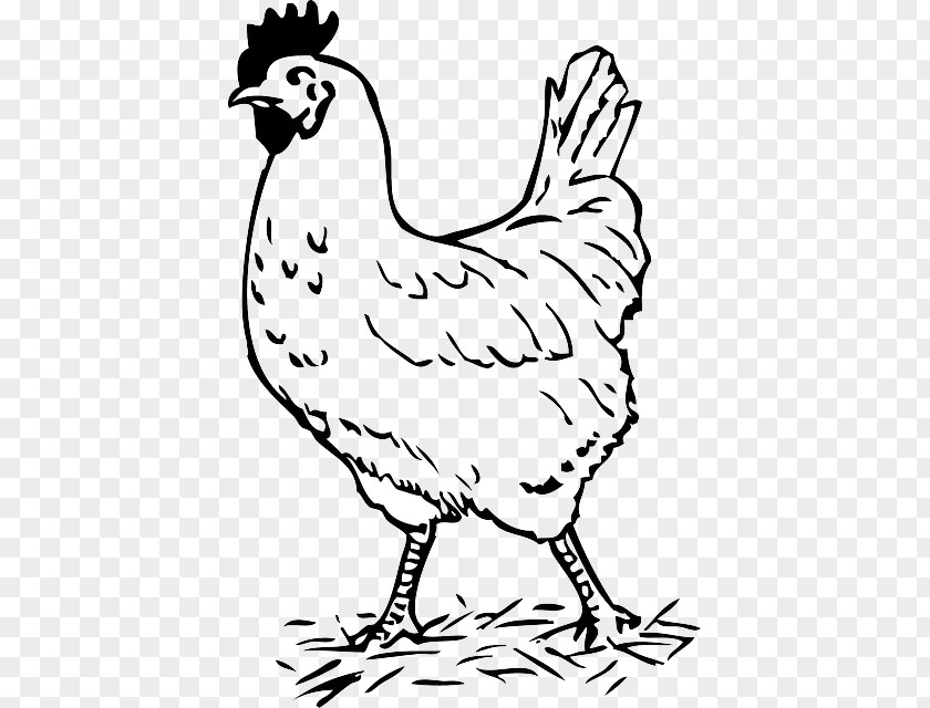 Chicken Rooster Drawing Clip Art PNG