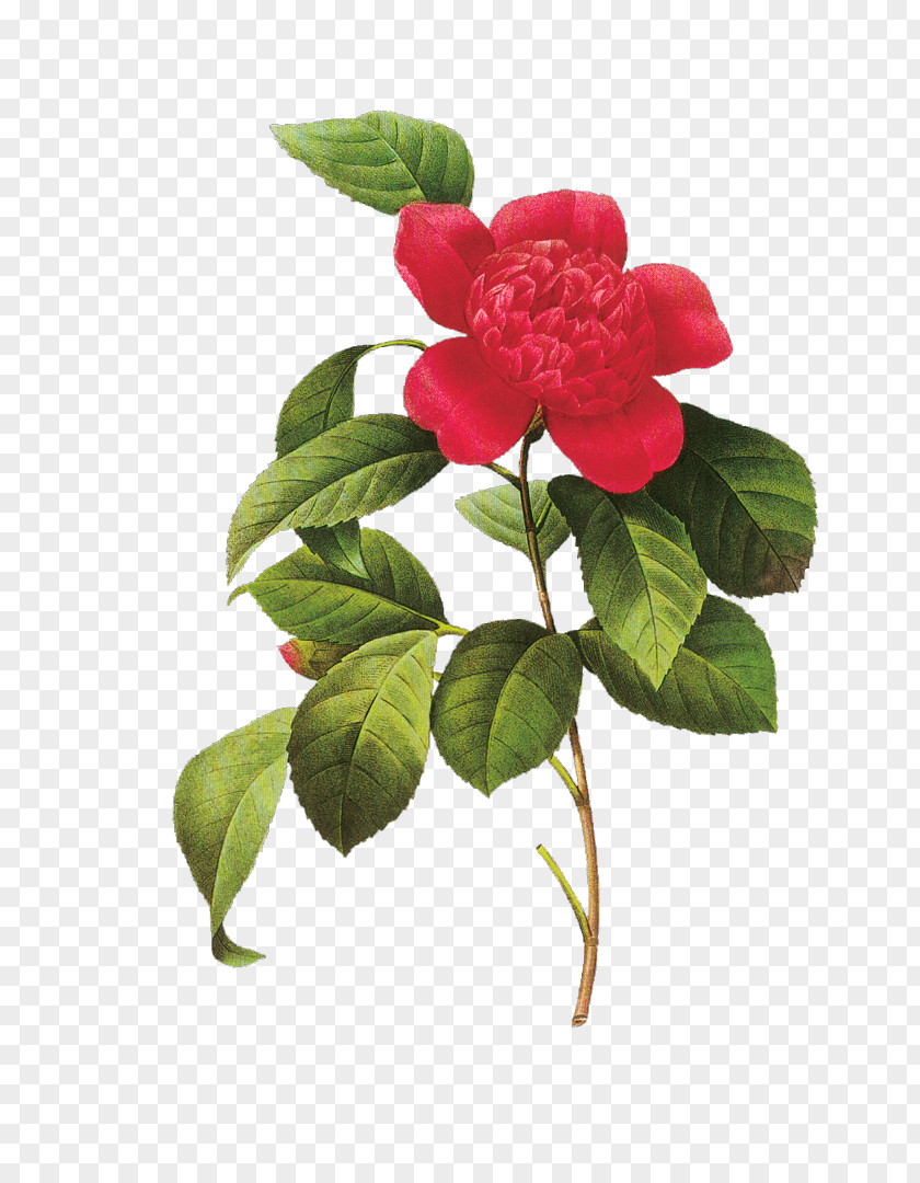 Flowers Choix Des Plus Belles Fleurs Japanese Camellia Botanical Illustration PNG