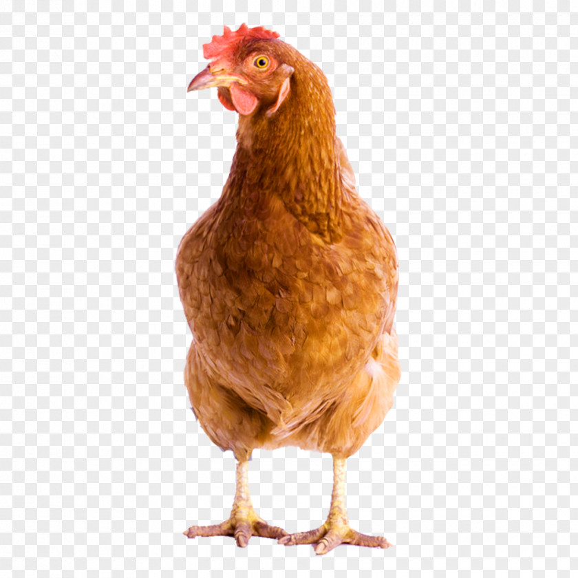 Livestock Poultry Bird Cartoon PNG