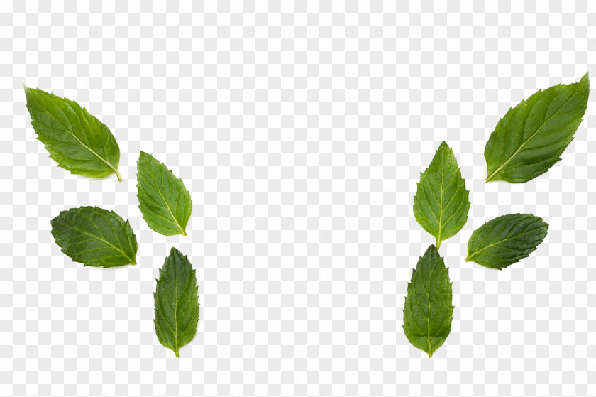 Nasal Septo Herbalism Leaf Branching PNG