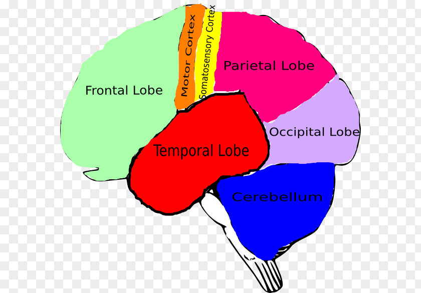 Brain Human Clip Art PNG