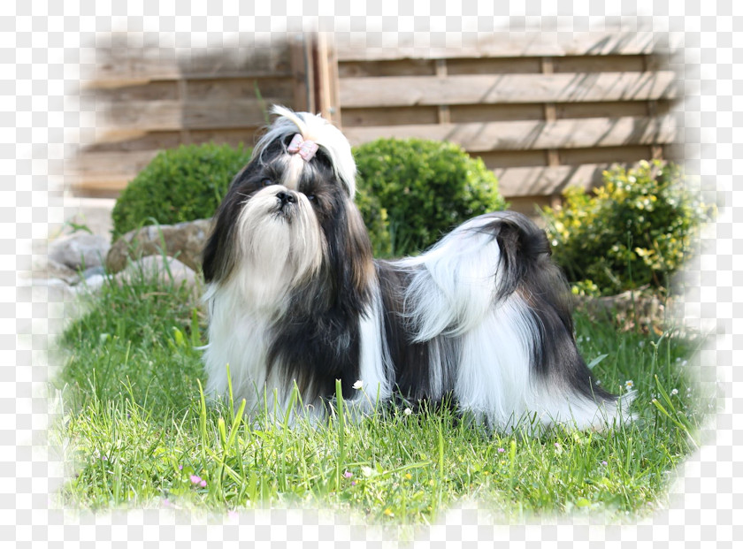 Lauras Girls Karlsruhe Dog Breed Bearded Collie Tibetan Terrier Rough Companion PNG