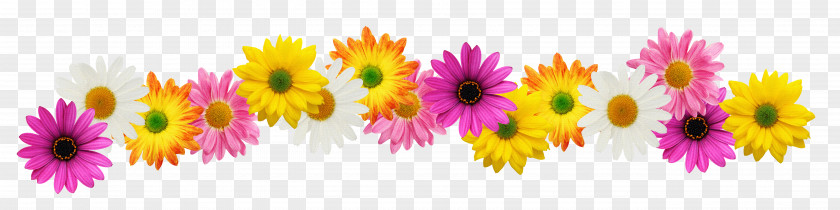 Marigold Flower Stock Photography Spring Clip Art PNG