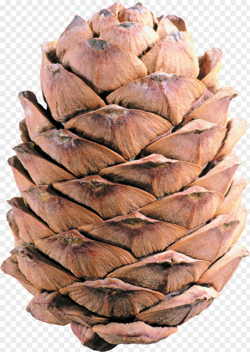 Pine Cone Conifer Clip Art PNG