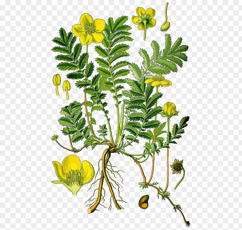 Daucus Carota Silverweed Plant Shrubby Cinquefoil Herb Botanical Illustration PNG